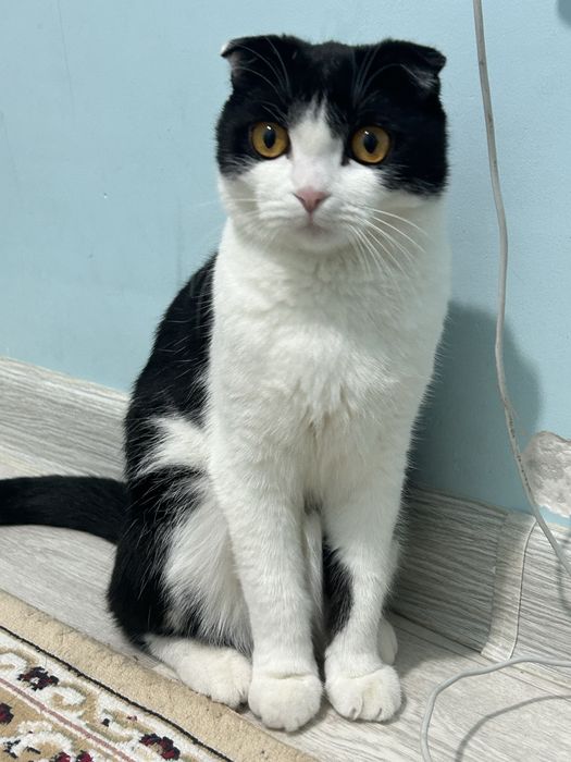 Мысық ұрғашы, кошка 1 год, не стерилизована