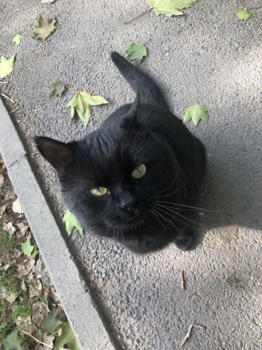 Ласковый котик ищет дом