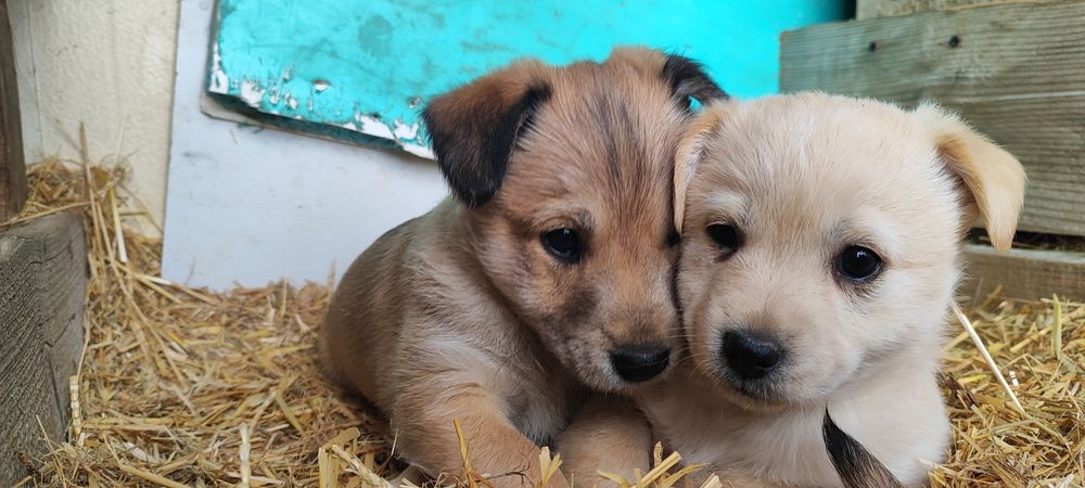 Donez 5 cățeluși adorabili – Județul Argeș 

Caut familii iubitoare