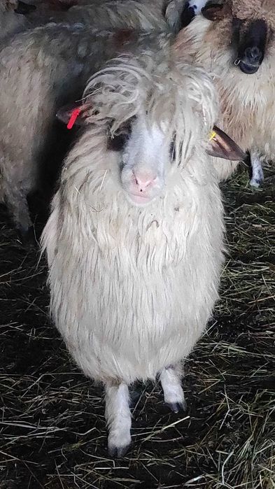 Oi tinere si bune de lapte