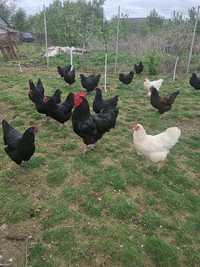 Găini AustraLorp Nr 1 La producția de Ouă, Tineret, 3 Albe și 3 Negre