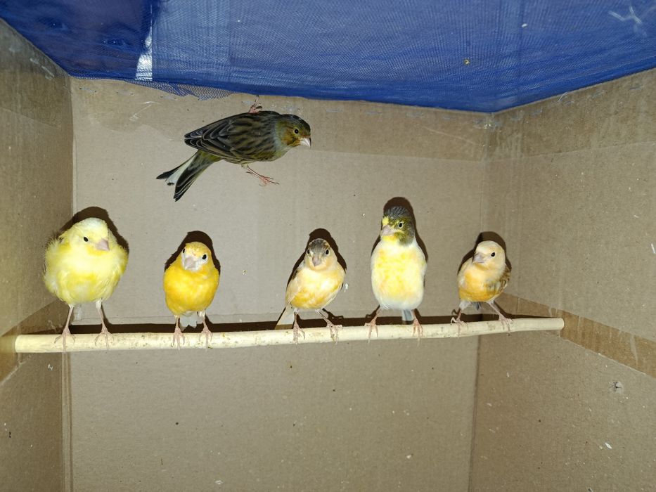 Канарейки разные