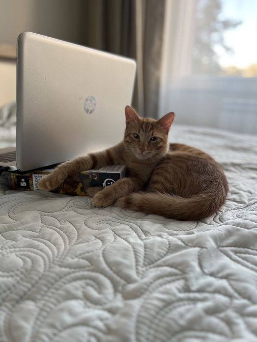 Подарявам мъжко коте на 7 месеца