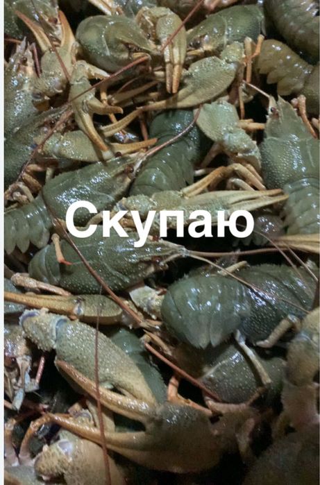 Скупай свежие раки