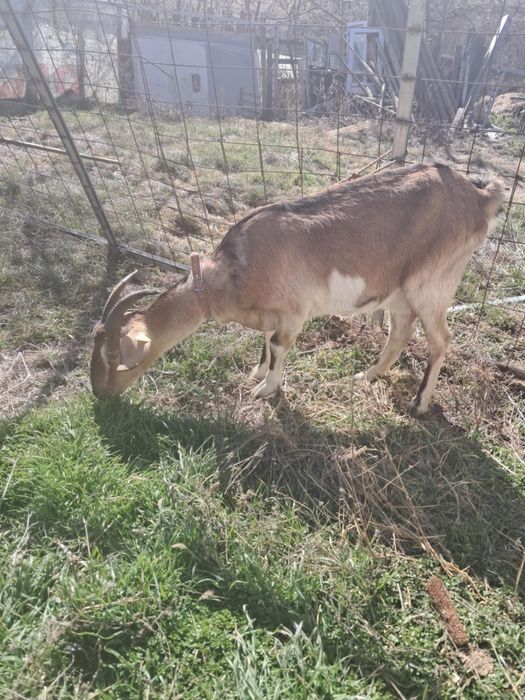 Vind capra anglo nubian la a doua fatarefatare