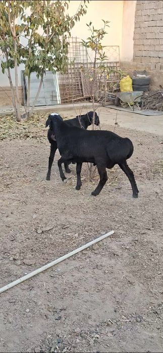 Qo‘zi qo‘chqorlar sotiladi.