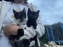 Dau pisici spre adoptie gorj