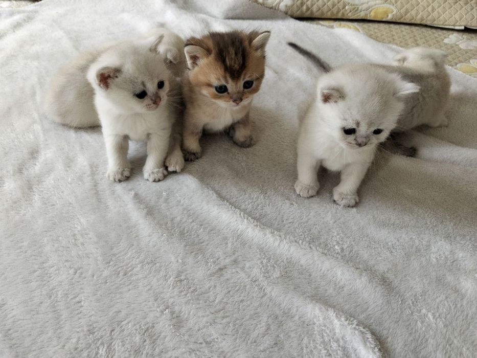 Породистые котята