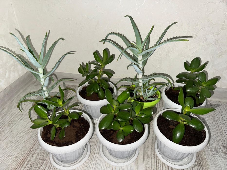 Продам цветы ухоженные и недорого