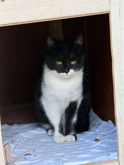 котята бесплатно