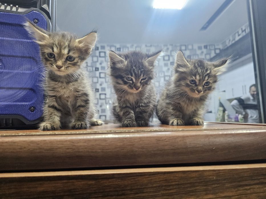 Mushuk bolachlari xadiyaga beriladi. 1 yarim oylik qiz bolasiyam og'il