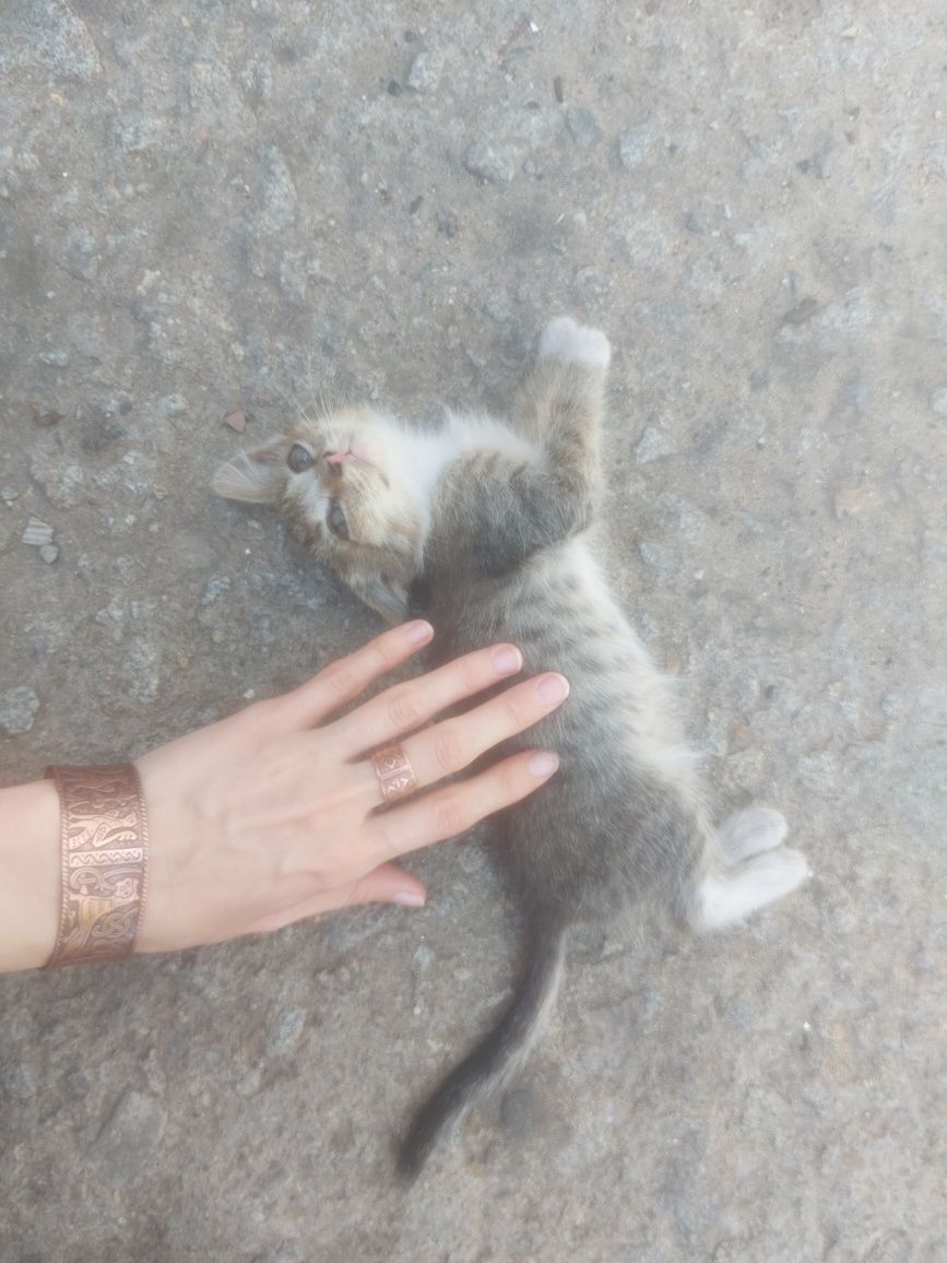 Отдам котенка, есть кошечка и котик