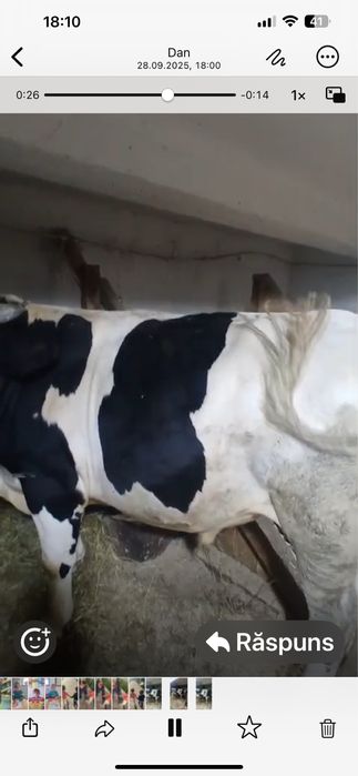 Vand taur holstein