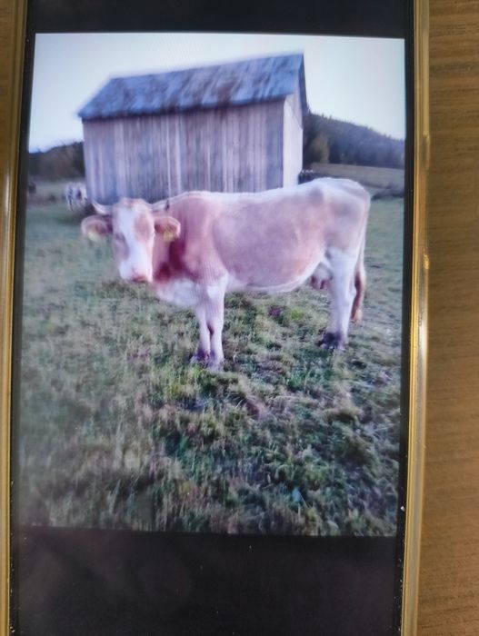 Vând vacă bălțată românească