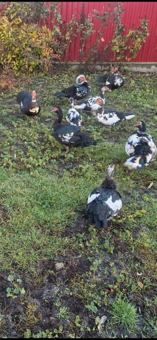 Vând rațe  mute ..