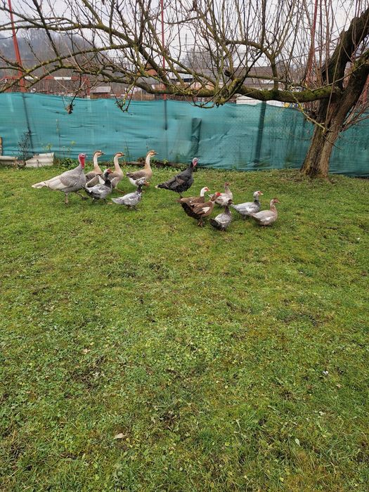 Vând gâște americane