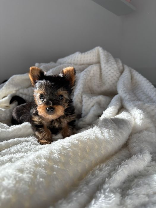 Супер мини Йорки