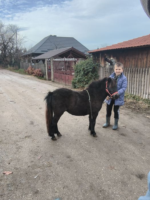 Vând poneita neagra de un an jumate foarte cuminte