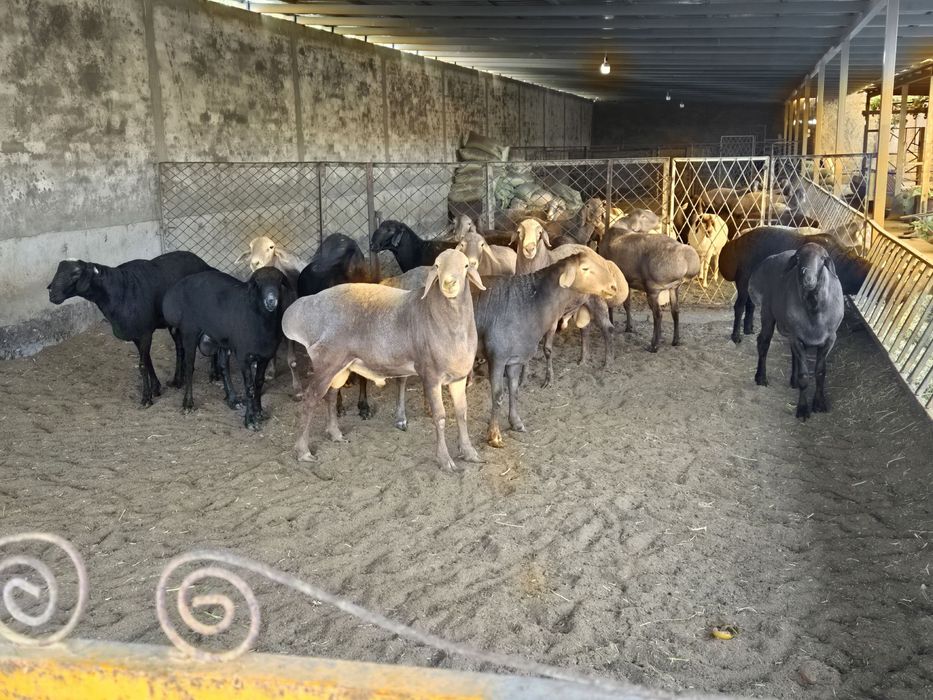 Arashan zotli qo’ylar Sotiladi kg. 80.000. Dan