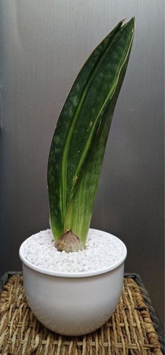 Сансевиерия (Sansevieria) -комнатное растение, цветы для дома и в офис