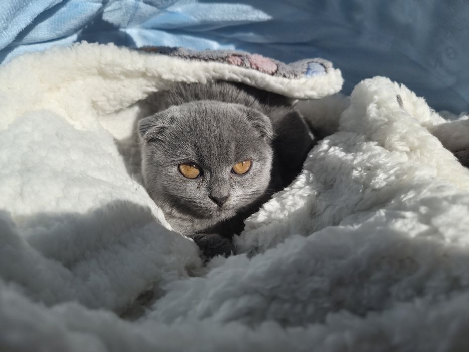 Британско женско коте на 2месеца