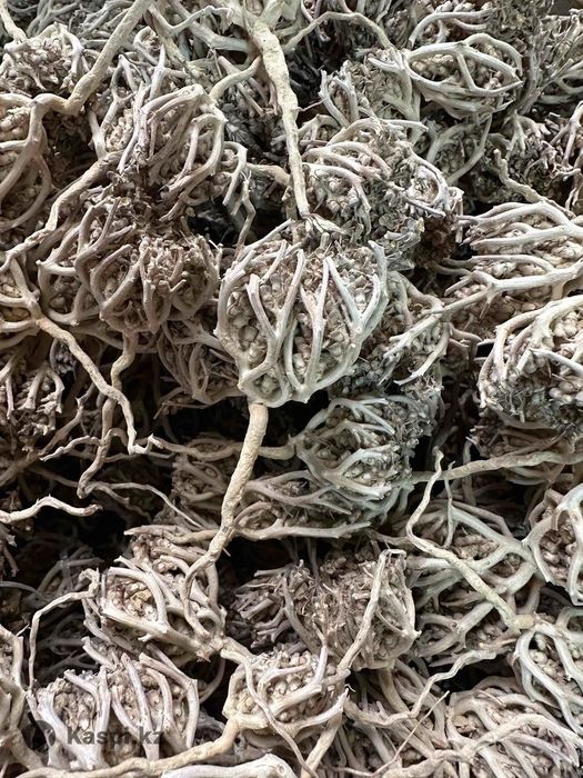 Каф Марьям алматы