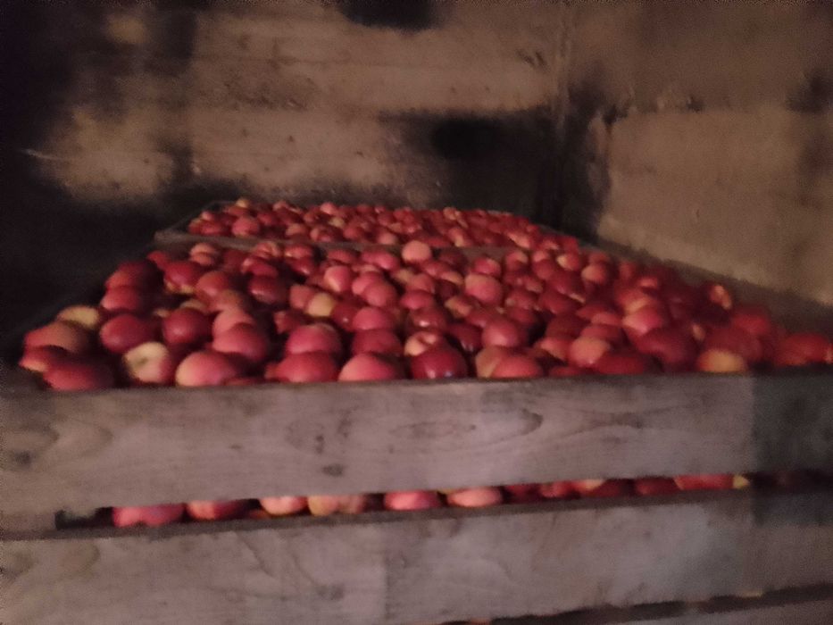 Vând, mere jonathan !