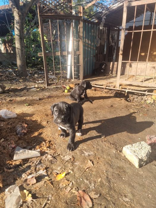 Продават се кученца кане корсо