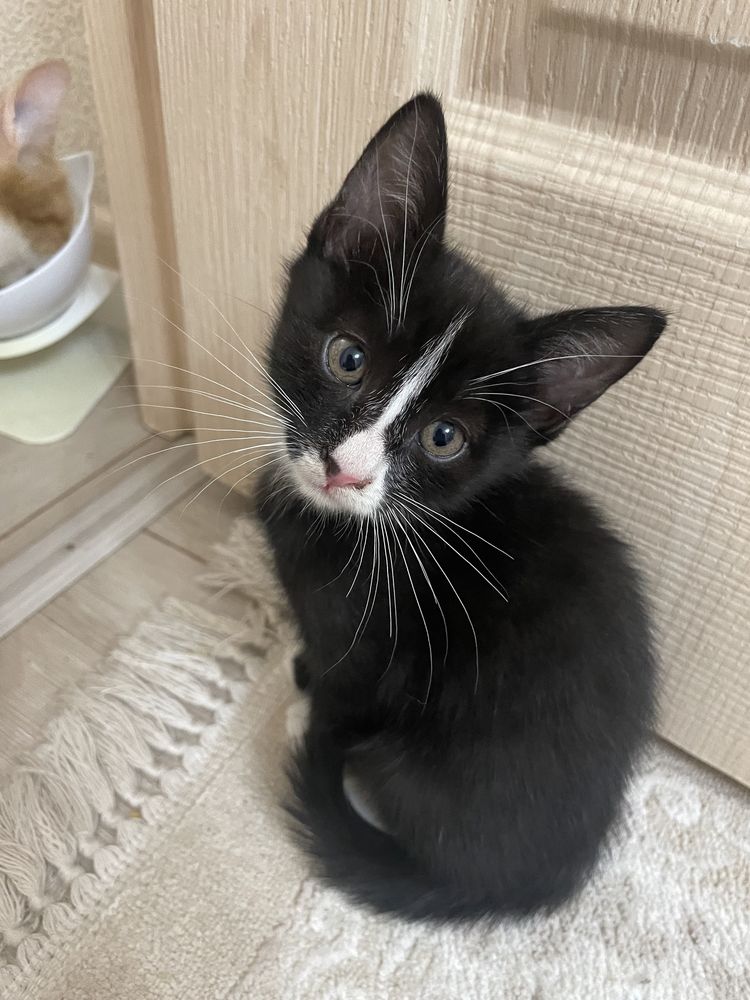 Котята 3 месяца, приучены к лотку игривые