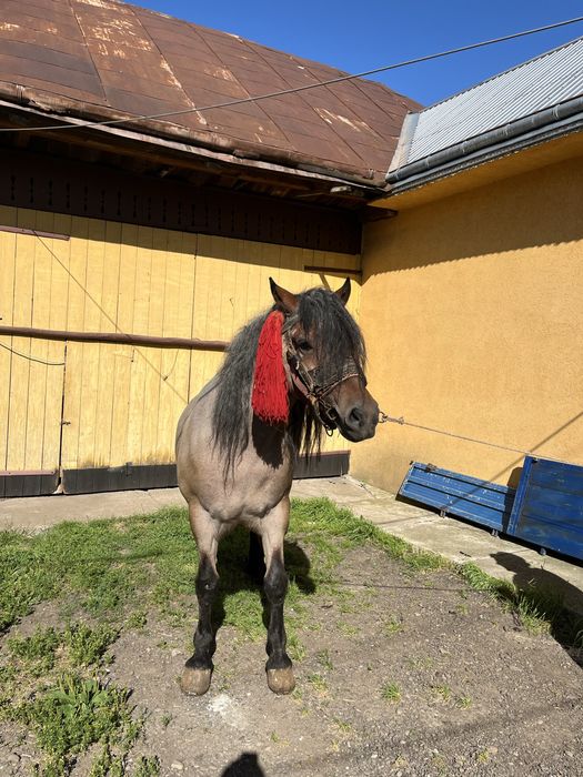 De vazare cal castrat