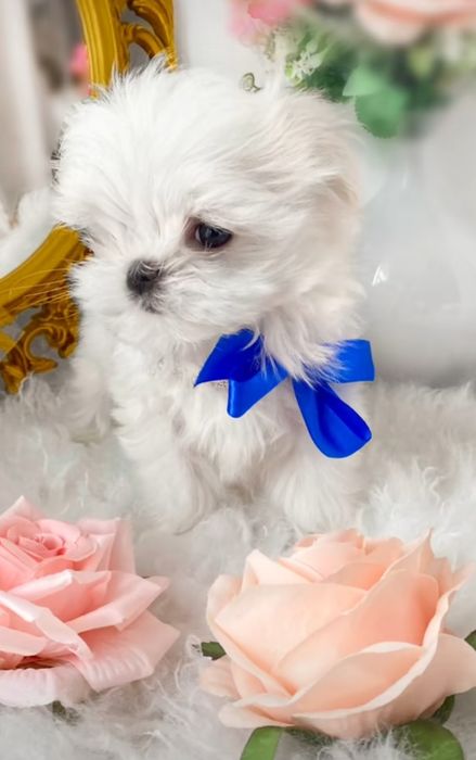 Bichon maltez mini toy