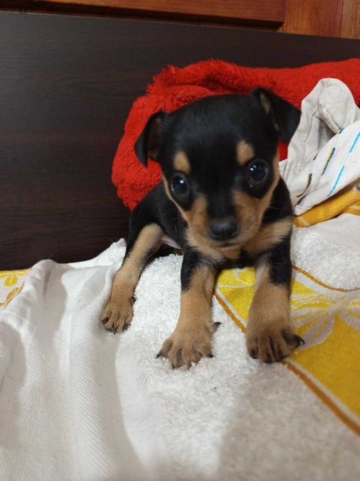 Между Пинчер-Чихуахуа