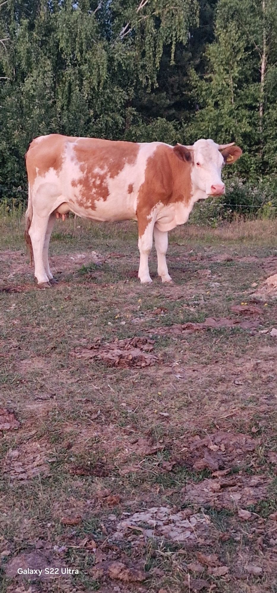 Vaci bălțată românească