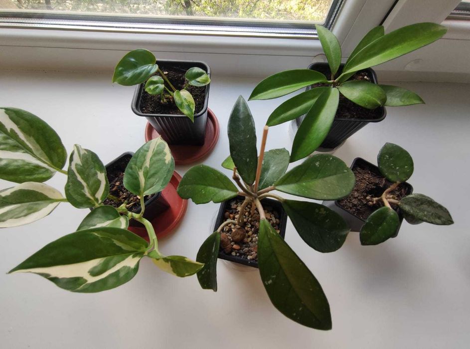 Комнатные цветы по 2500