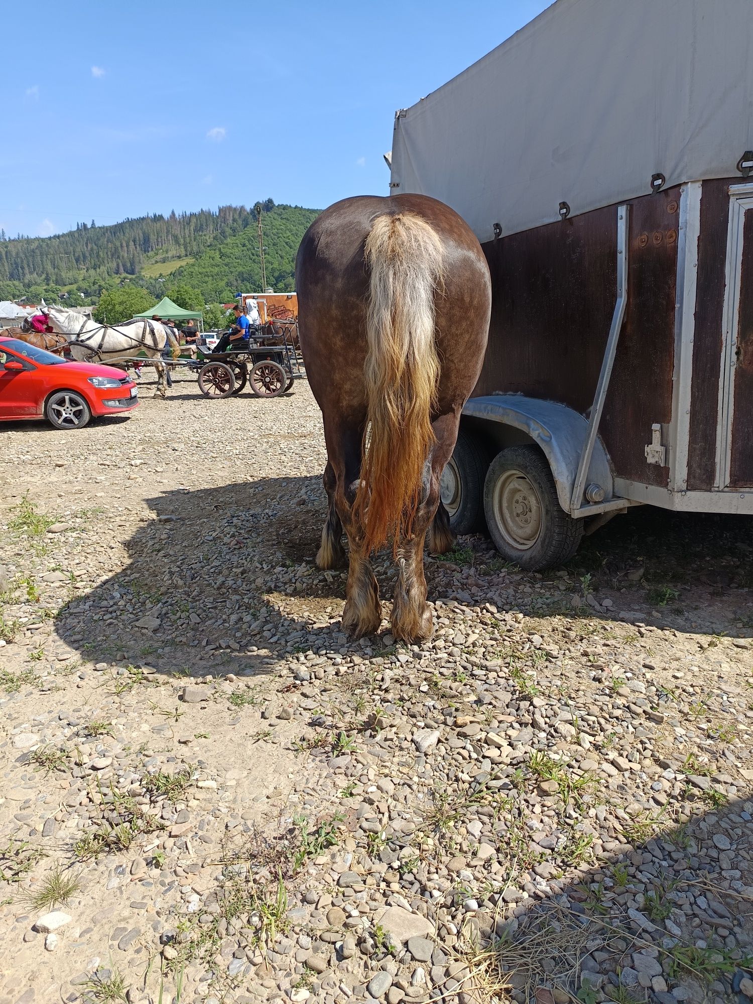 De vânzare mânz de trei ani greutate 750 kg