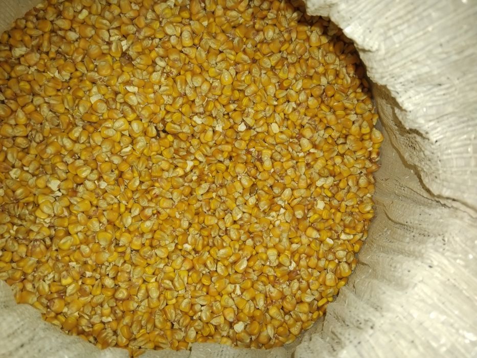Porumb de vânzare 1000 kg
