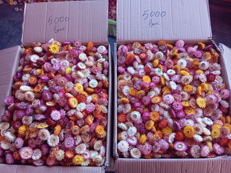 Flori de pai , imortele,helicrisum 2025