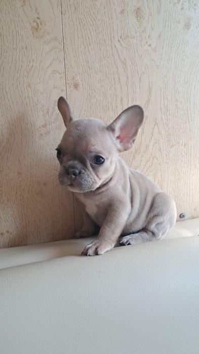 Французские бульдоги лилового окраса