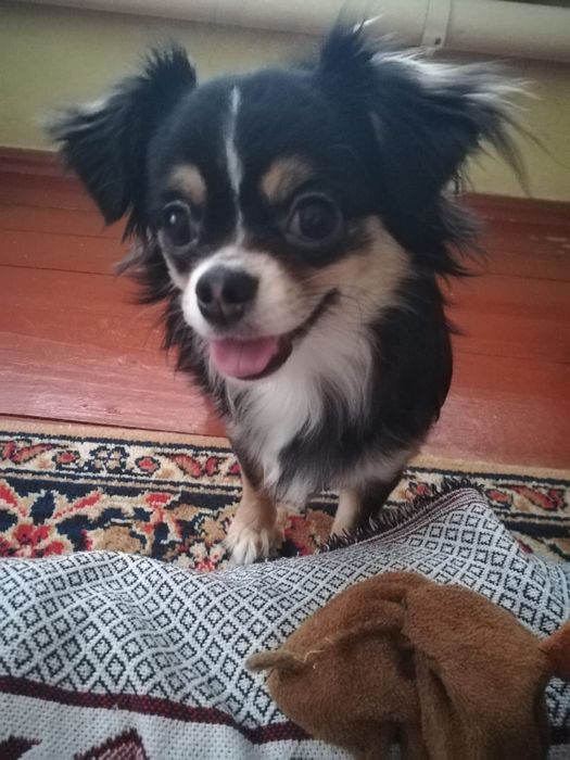 Кобель чистокровный чихуахуа ищет подругу для вязки