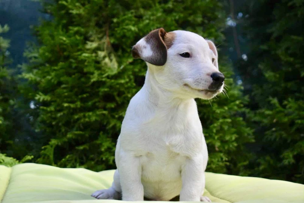 Джак ръсел териер