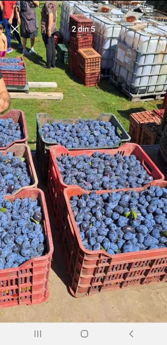 Prune de excepție pentru băuturi tradiționale spirtoase foarte coapte!