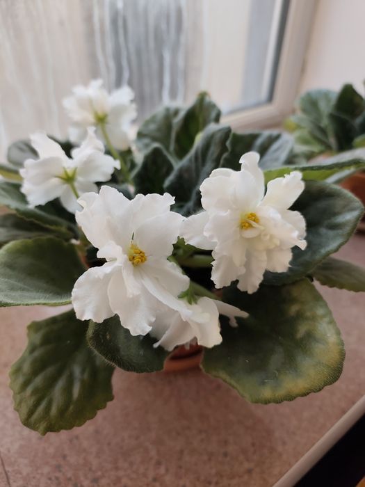 Комнатный цветок фиалка белая