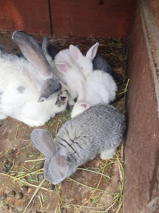 Продам кроликов .