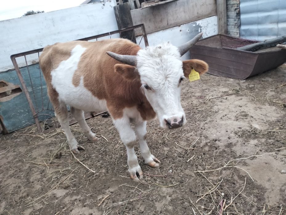 Продам бык 380000