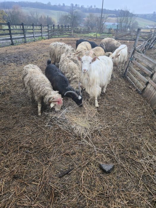 De vănzare capră 500 lei și capre cu un iez700 capră  cu doi iezi 900