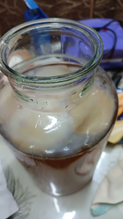 GRATIS!Ciuperci chefir de apa.chefir de lapte și kombucha