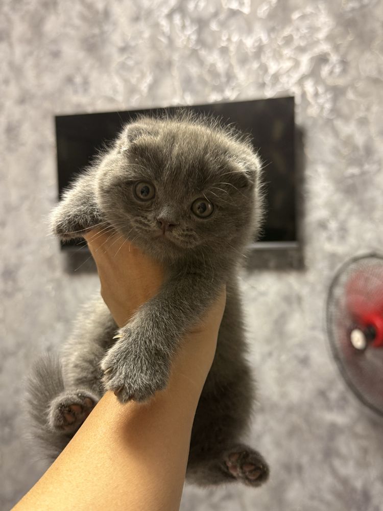 Продаются котята