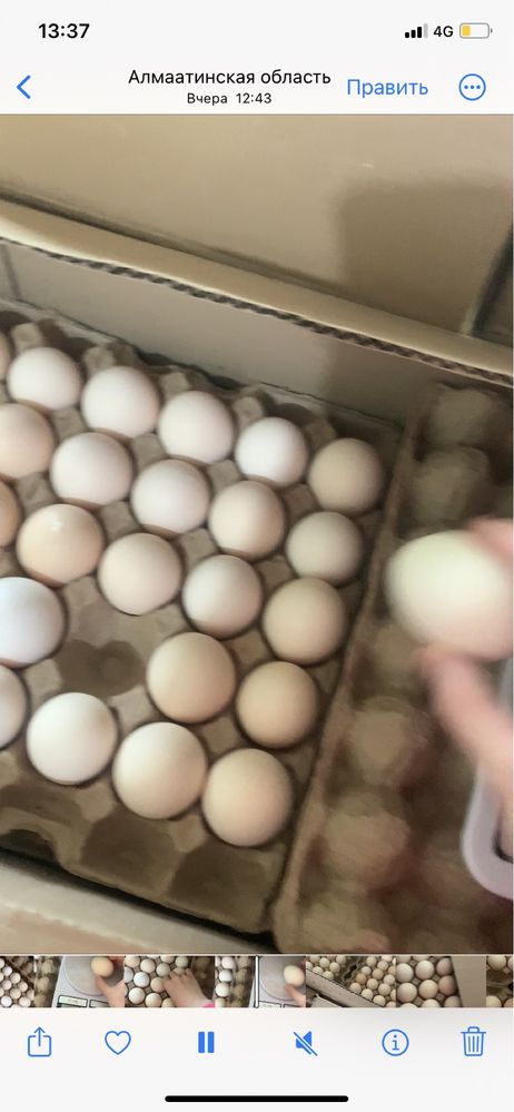 Инкубационные яйца бройлер Росс-308