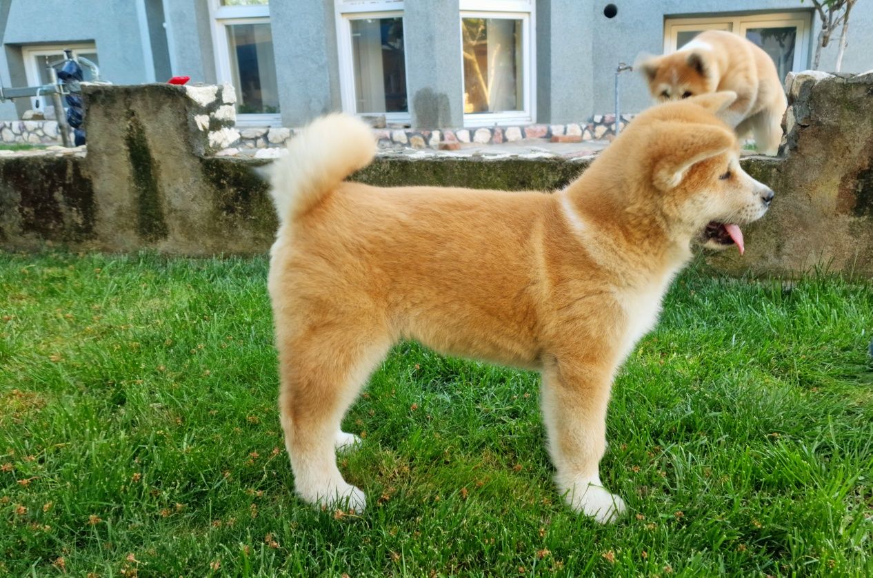 Akita Inu japonez din canisa autorizata