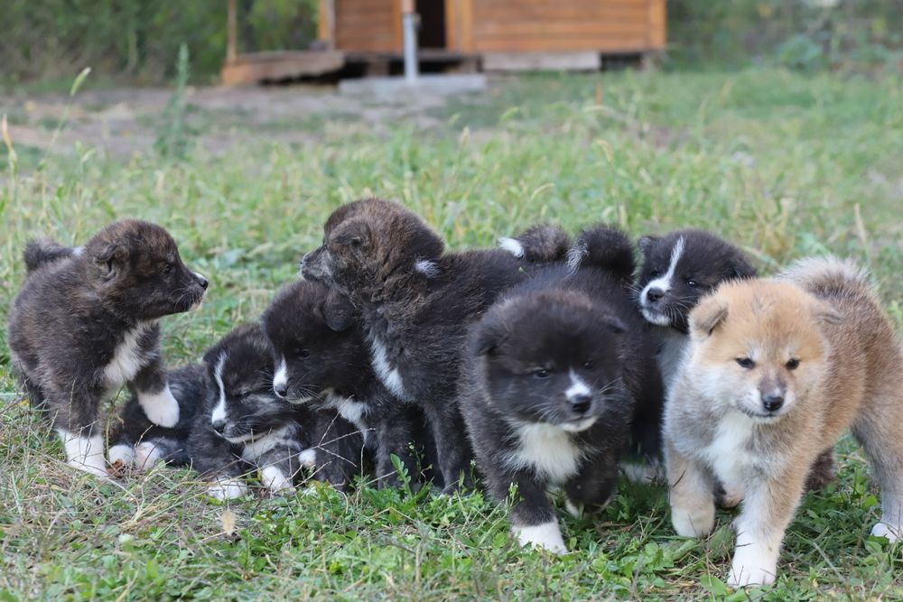 Akita Inu roscat si brindle (tigrat)